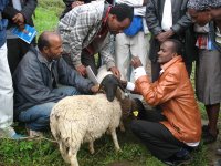 Improvement of veterinary services in Ethiopia